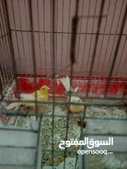  3 كنار للبيع