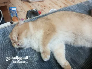  4 متاح ذكر سكوتش فولد ny12 حجم ضخم  كوت بجنن بيور العمر سنه و3شهور