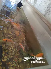  3 حوض سمك زينه مع 6 سمكات