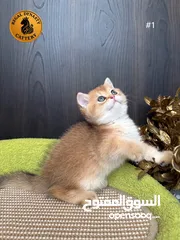  16 High-level British Shorthair kittens with pedigree