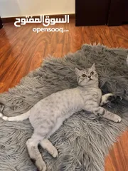  2 قطه british shorthair