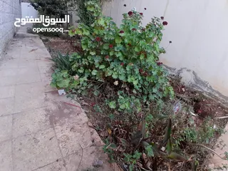  21 شقة ارضية بناء حديث مستقلة تراس / كراج خاص / وحدائق قرب كل الخدمات اجار مغري لا يعوض في ضاحية الاقصى