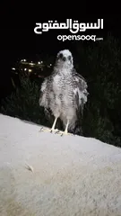  7 طيورالباز اليفات زق يدوي