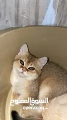  4 قطط سكوتش فولد 3 اناث وذكرين