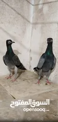  4 حمام شلبي نخب اول