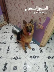  3 نتايه جيرمن شيبرد متجوزة  Female German Shepherd