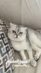  8 ذكر سكوتش فولد ابيض للتزاوج grey shaded