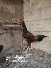  21 باكستاني، براهما، امهات لاحم فرخات عمر 3 شهور  صوص باكستاني حر  ديوك باكستاني خط أول و فرخات شغالة