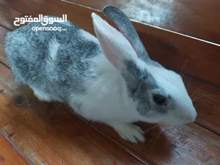  3 ارنب ذكر عماني