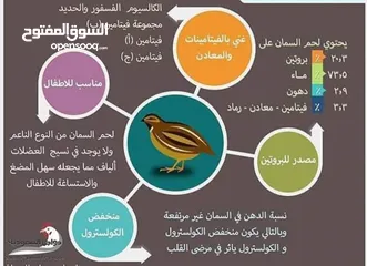  9 بيع السمان او الفري و لحم فري طازج و بيض فري
