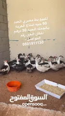  4 بط مصري انتاج العزبه