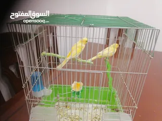  6 كناري أنثى جاهزة مع قفص ب 25 دينار مشاء الله صحة و نظافة موجودة بشفا بدران مع ذكر شهر و يجهز ب 10