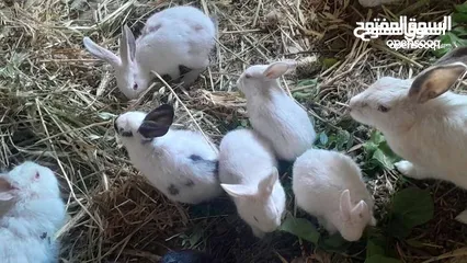  13 ارانب فرنسيه اعمار مختلفه عمرشهر 3دنانير