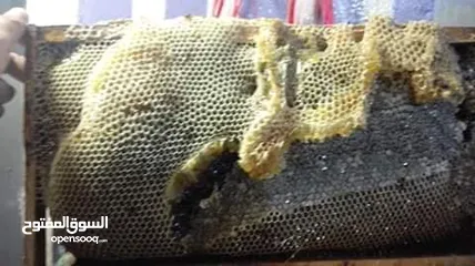  8 مناحل عسل مملكة النحل سعر خاص للتجار و للكميات قطفة جديده هذا العام