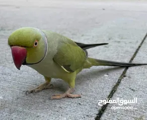  2 parrots amazing