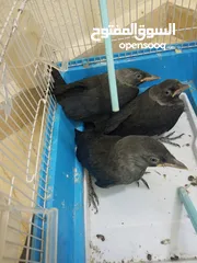  1 طيور للبيع اوبد
