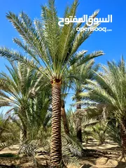  1 Date Palm Trees