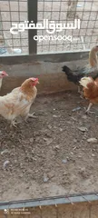  2 دجاج لوهمان
