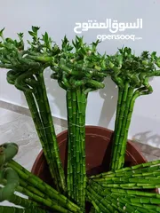  4 نبات ساق البامبو واسمه العلمي(LuckyBamboo)