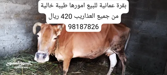  1 ابقار للبيع