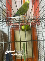  3 طيور حب للبيع