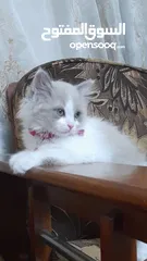  1 قطه شانشيلا