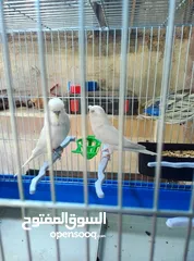  2 طيور هوجو رومو حب وطيور حب انجليزي ولا طيور صحه ونظافه وجوده