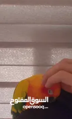  4 ببغاء صنكنيور ذكر اليف ( الوصف ضروري )