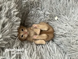 9 Arab cat (orange)