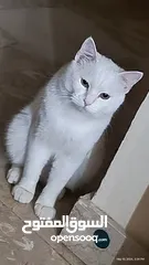  5 Turkish angora mix breed cat for adoption