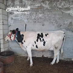  4 بكيره اول بطن