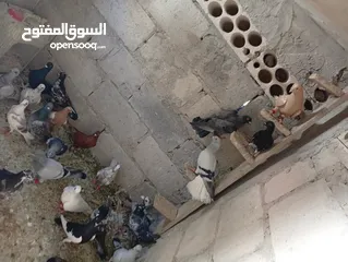 1 حمام للبيع الوان كش  طيور حمام