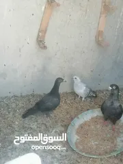  14 حمام للبيع