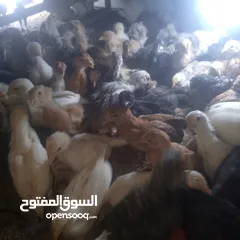  5 صيصان بلدي