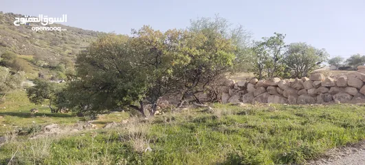  1 العالوك بيرين