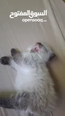  1 قط أنثى عمرها من شهرين لا ثلاثت أشهر