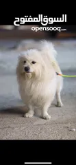  1 كلب دي تولير