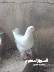  2 جوز حمام كنك شغال  منتج معه فرخ  عمره شهرين