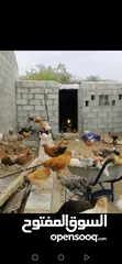  2 دجاج عمانيات لحبه ريال جاهزات لذبح او تربيه
