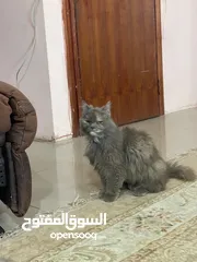  6 Persian cat