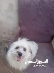  4 كلب فرنسي لعوب