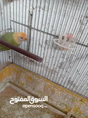  5 بعد الصلاه ع النبي يوجد مجموعة طيور روز البينو وألوان  طفرات بتجنن طيور حلوه اقرأ التفاصيل في الوصف