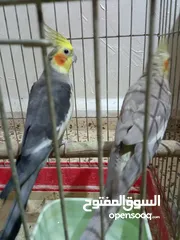  4 عصفير كوكتيل