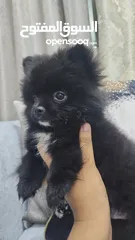  14 Mini Pomeranian Male puppy