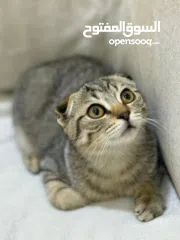  1 Scottish fold kitten yara