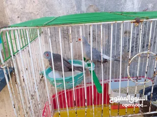  2 مجموعة طيور جواز كلها شغاله أن شاء الله