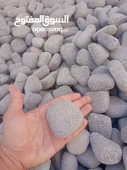  11 نجيل طبيعي نجيل ديكوندرا
