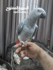  1 كاسكو فرخ  عمرو 9 اشهر  لسة ولا غيار  بحكي 3 كلمات بخربط كلام كتير ونغمات ورنات تلفون  سوبر سوبر