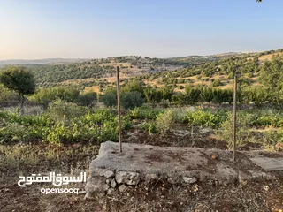  9 مزرعه للبيع / عجلون / رأس منيف