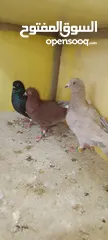  12 الحمام البيع في السلط